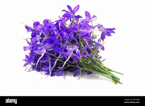 Bouquet of purple wildflowers sparkle Stock Photo - Alamy