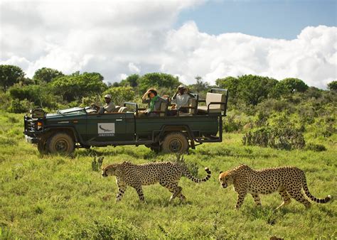 Kwandwe Game Reserve South Africa Tailor Made Trips 香港六合彩开奖记录 Uk