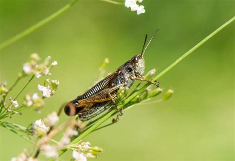 Do Grasshoppers Bite? | Information and Control Guide - EXOtella