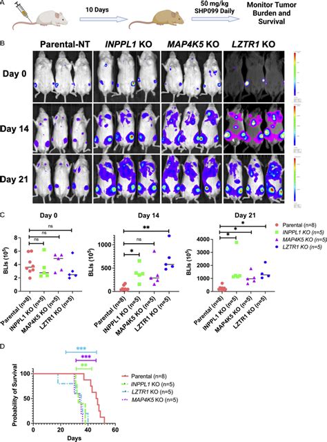 Inppl1 Map4k5 Or Lztr1 Ko Mv4 11 Cells Are Resistant To Shp099 In