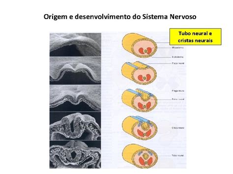 ANATOMIA SISTMICA Sistema Nervoso Prof Dr Lus Fernando