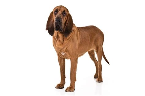 Bloodhound Pictures American Kennel Club