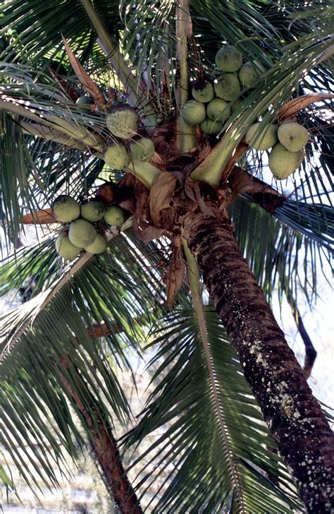 Palm Tree Coconuts Coconut Free Photo On Pixabay Pixabay