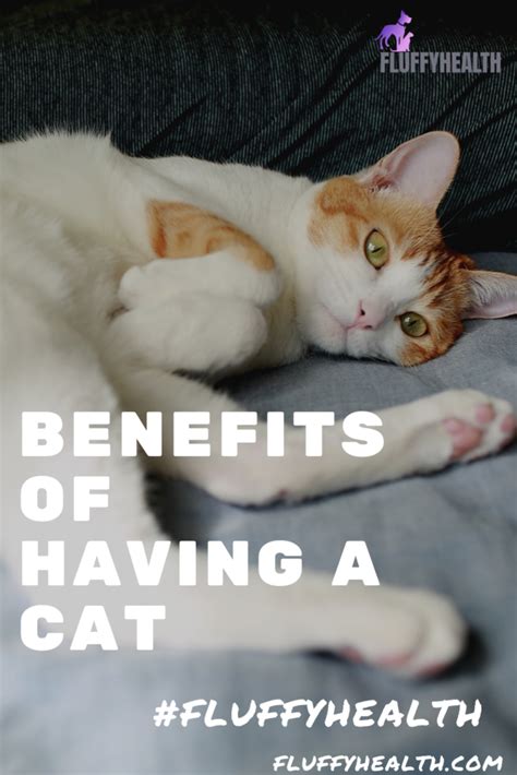 Benefits Of Having A Cat 16 Outstanding Facts You Didnt Know Before