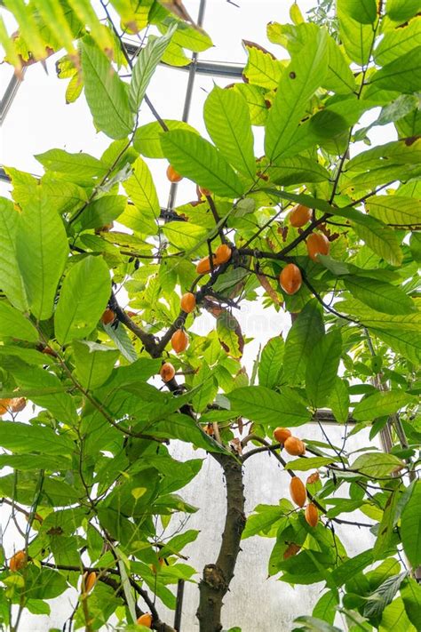 Cacao Tree Or Theobroma Cacao Plant In Zurich In Switzerland Stock