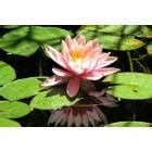 Encinitas Ca Srf Golden Lotus Tower Photo Picture Image