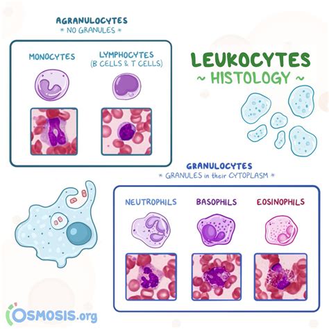 Leukocytes Histology