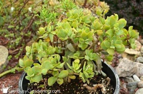 Jade Plant Care Guide How To Grow Crassula Get Busy Gardening Jade