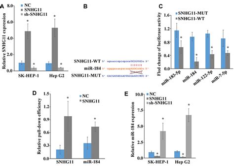 Lncrna Snhg11 Promotes Proliferation Migration Apoptosis And Autoph