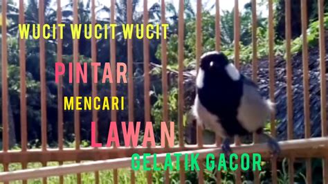 Gelatik Batu Gacor Wucit Panjang Pancingan Gelatik Batu Agar Bunyi