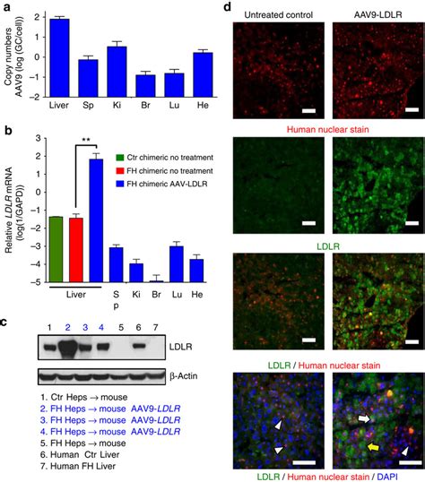 Aav Ldlr Rescues Defective Ldlr In Fh Liver Chimeric Mice A