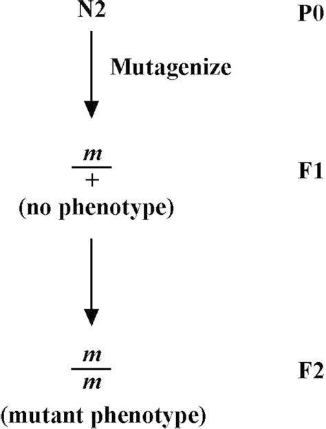 Figure Isolating Dominant Alleles Wormbook Ncbi Bookshelf