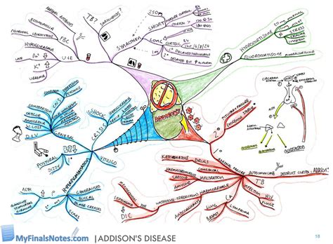 Addison S Disease Myfinalsnotes