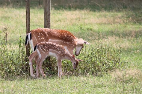 Deer Fawn Fallow Roe - Free photo on Pixabay - Pixabay