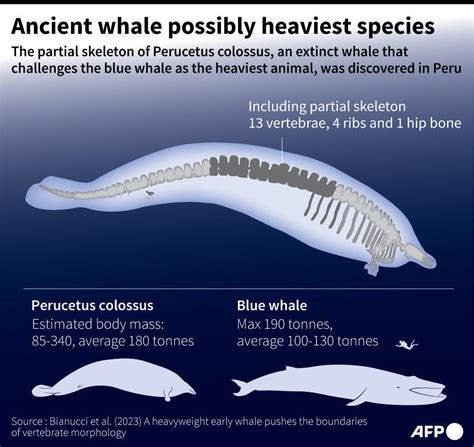 Heaviest animal ever? Scientists discover massive ancient whale