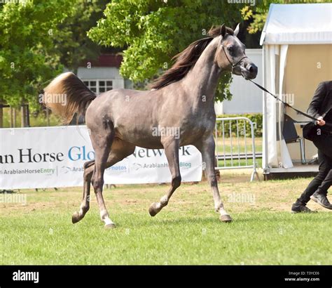 Horses Showing Emotion Hi Res Stock Photography And Images Alamy