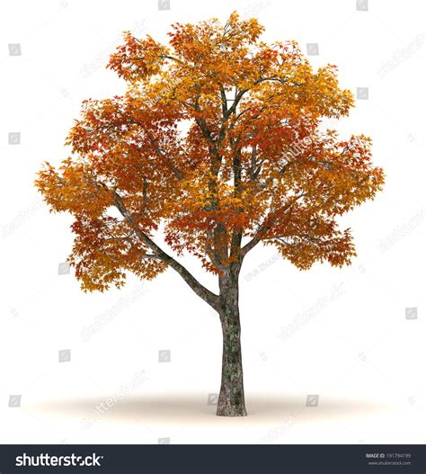 122 Chinar Tree In Autumn Images, Stock Photos & Vectors | Shutterstock