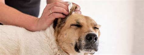 how to flush my dogs ears