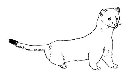 Ermine Clipart Black And White Clip Art Library