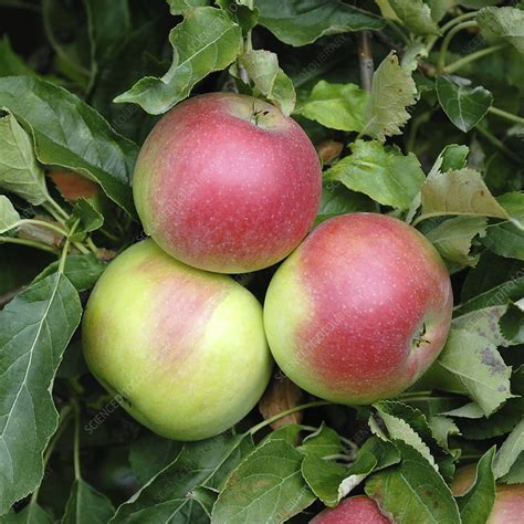 Apple Malus Domestica Idared Stock Image C0131795 Science