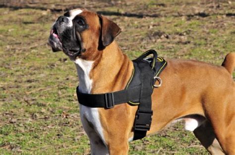 The 6 Best Harnesses For Large Dogs The Dog People By