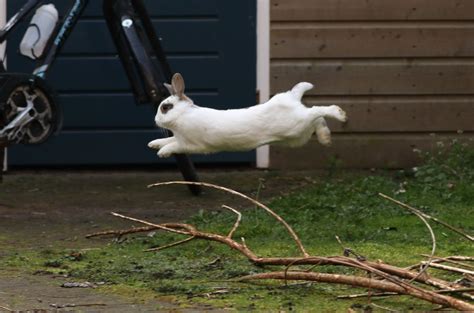 Flying bunny : r/aww