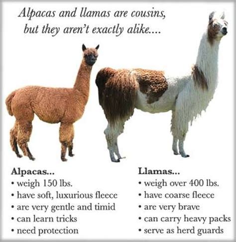 Learn The Difference Between Llamas And Alpacas Alpaca Vs Llama