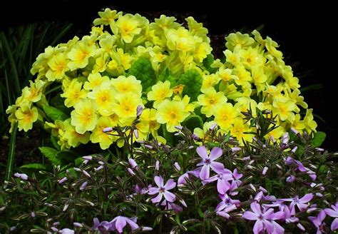 Flowers Primula Yellow Free Photo On Pixabay Pixabay