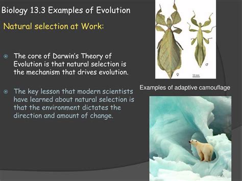 PPT - Biology 13.3 Examples of Evolution PowerPoint Presentation, free ...