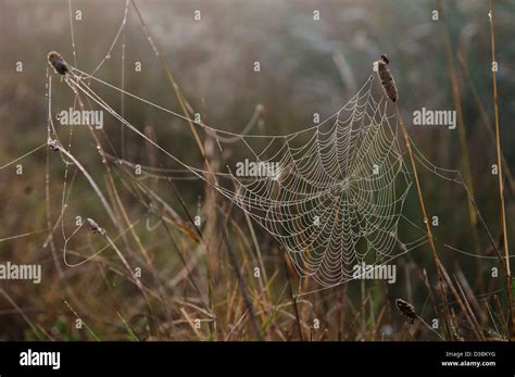 A Dew Covered Spiders Webs Catching The Early Morning Sunlight On A