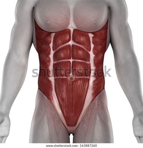 Male Abdominal Anatomy