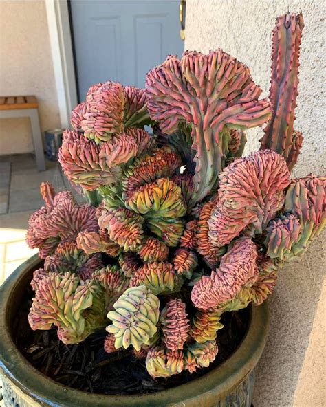 794 Likes 5 Comments Olivra Homedecor Olivra Cactusucculents On