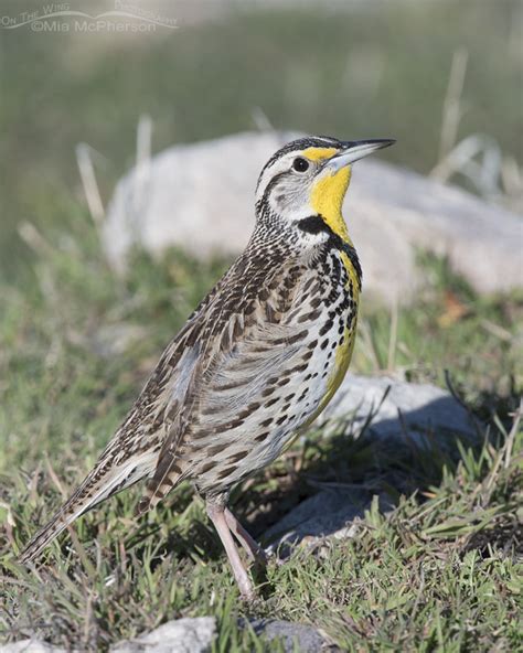 Western Meadowlark In Late Winter Or Early Spring Mia Mcphersons