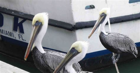 A MIAMI BRIT'S BLOG – Miami & South Florida: Pelicans in the Wild at Haulover Beach Park - Just ...