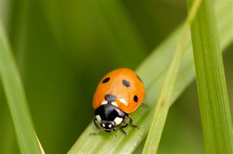 Marienk Fer Rot K Fer Kostenloses Foto Auf Pixabay