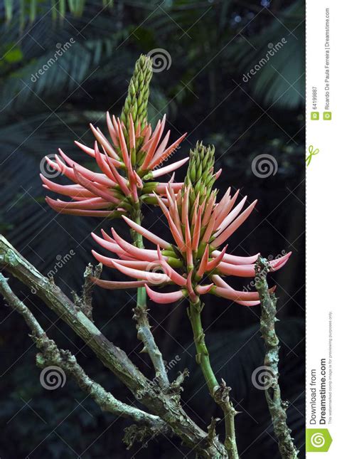 Erythrina Or Mulungu A Tropical Flower Stock Image Image Of Pure