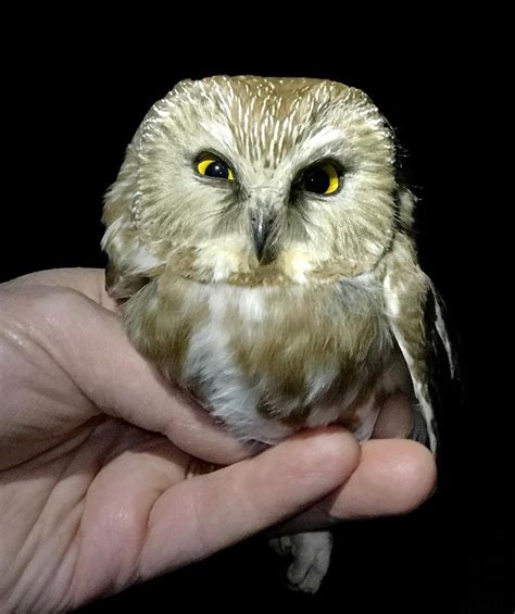 Northern Saw-whet Owl Banding - Shasta Birding Society