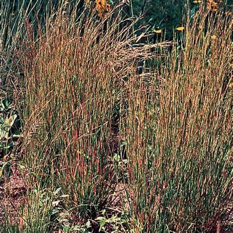 Little Bluestem Prairie - Seed Savers Exchange