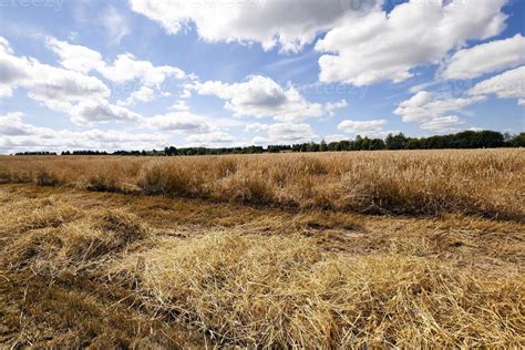 harvesting cereals . Agriculture 9511883 Stock Photo at Vecteezy