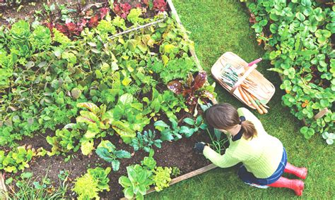 Tips To Building A Sustainable Garden Haute Life Hub