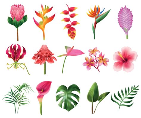 Exotic Flowers Realistic Set 8131636 Vector Art at Vecteezy