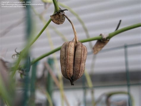 Vines And Climbers Aristolochia Elegans Pipevine Seed Pod 1 By