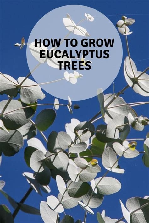 Follow These Gardening Tips To Grow Eucalyptus Plants Dont Miss These