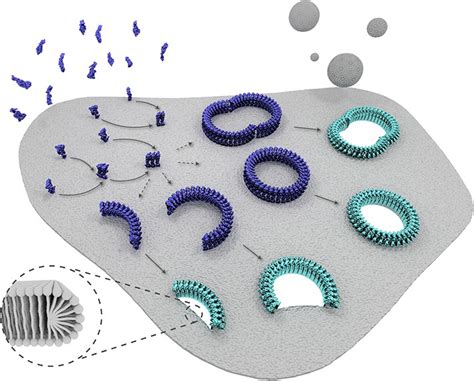 Stepwise Visualization Of Membrane Pore Formation By Suilysin A