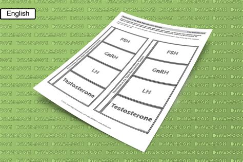 Hormones of the Male Reproductive System - dzdownloadablefoldables