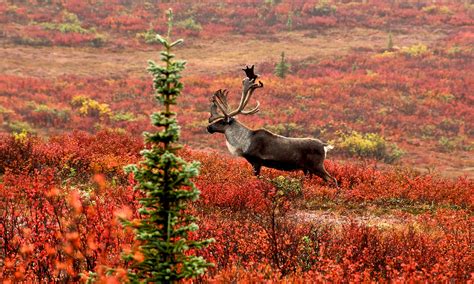 Caribou | Defenders of Wildlife