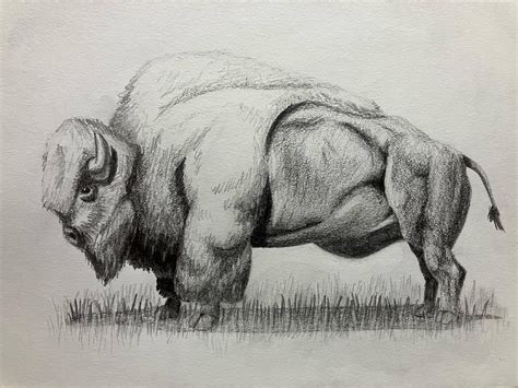 Bison Sketch : r/sketches