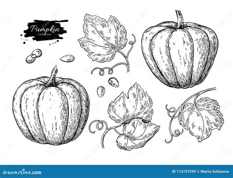 Sistema Del Dibujo Del Vector De La Calabaza Objeto Dibujado Mano