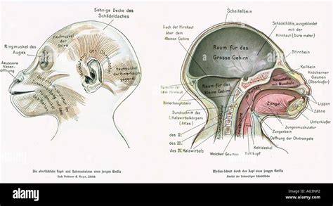 Chimpanzee Anatomy Hi Res Stock Photography And Images Alamy