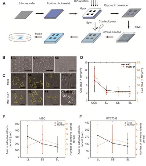 Micropatterned Substrate And Cell Culture A The Process Of